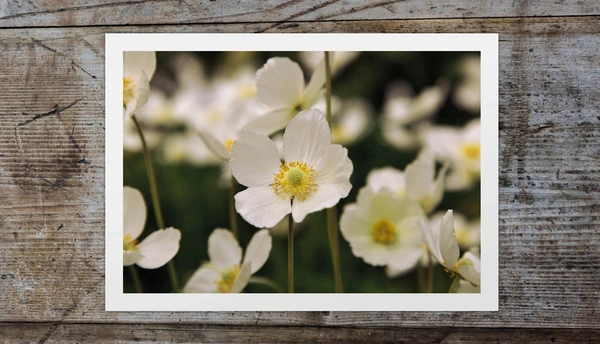  Anemone Recycled Silk